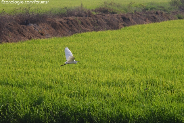 تصویر