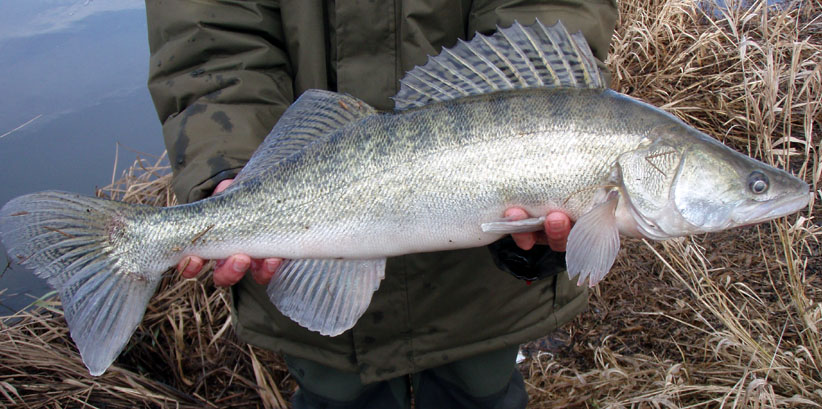 Mosel lucio perca 75 cm de 18 Jan 2019.jpg