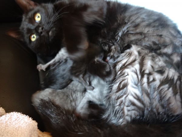 childbirth_cat_3.jpg