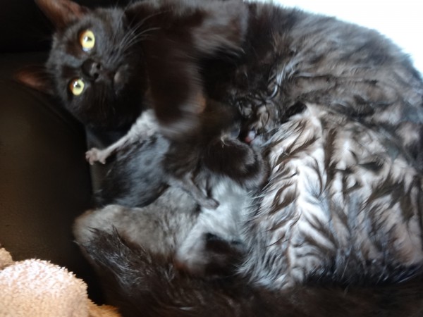 babybirth_cat_3.jpg