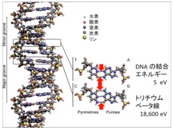 DNA - טריטיום (2) .jpg