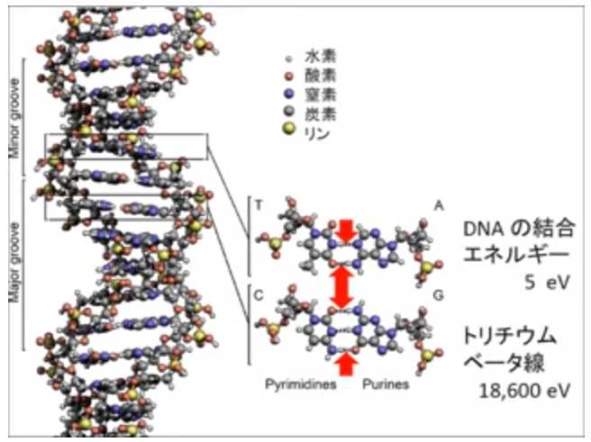 DNA - تریتیوم (2) .jpg