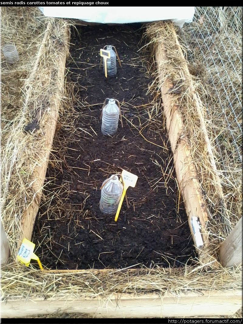 semis radis carottes tomates et repiquage choux.jpg