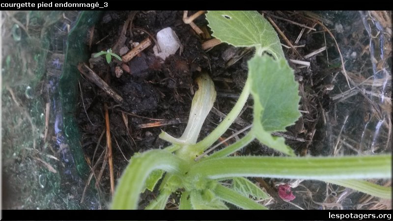 courgette pied endommagé_3.jpg