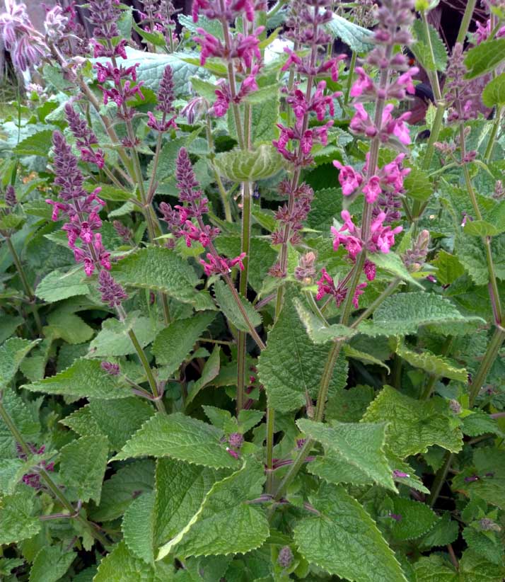 Unkrautblumen im Garten 11 juin.jpg