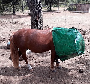 Capul în geantă.jpg