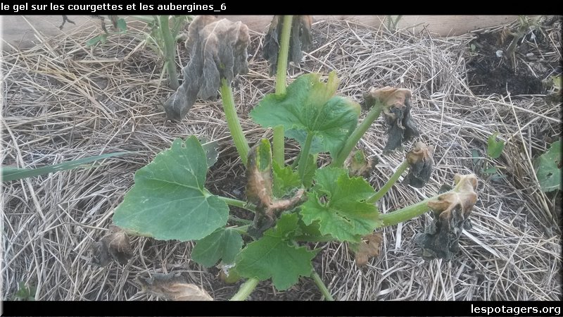 le gel sur les courgettes et les aubergines_6.jpg