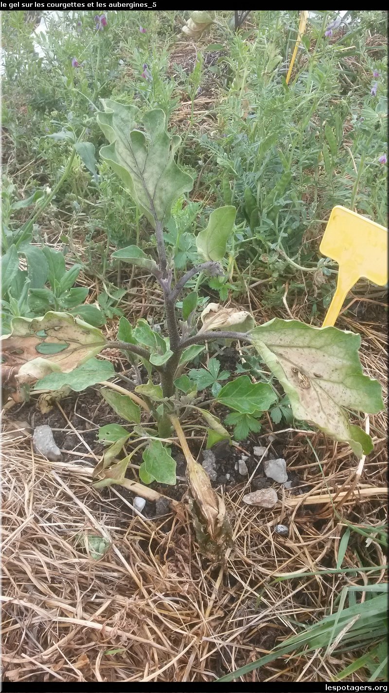 le gel sur les courgettes et les aubergines_5.jpg