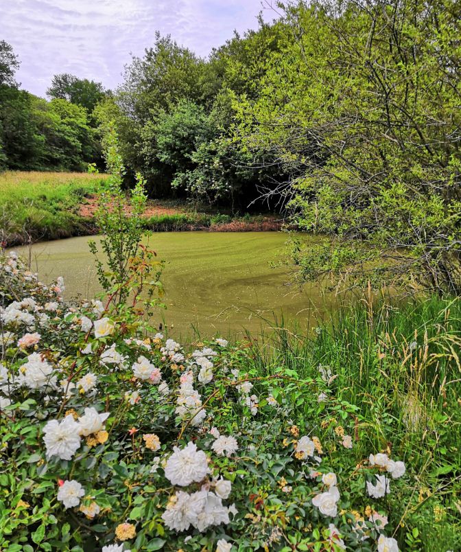 upstream water body.JPG