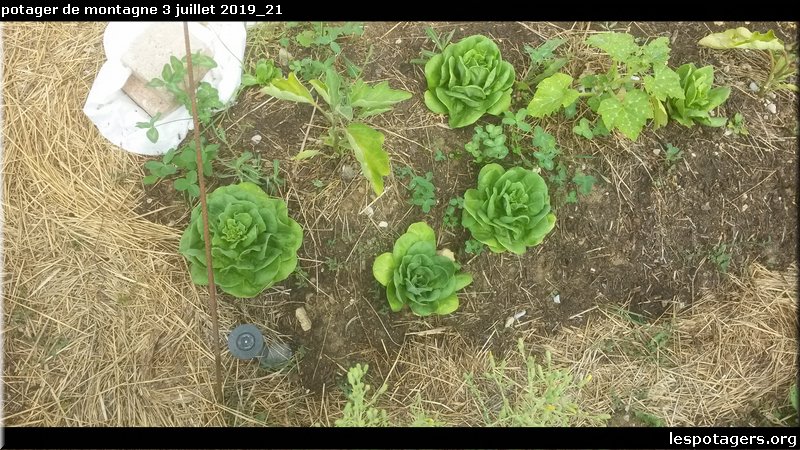 potager de montagne 3 juillet 2019_21.jpg