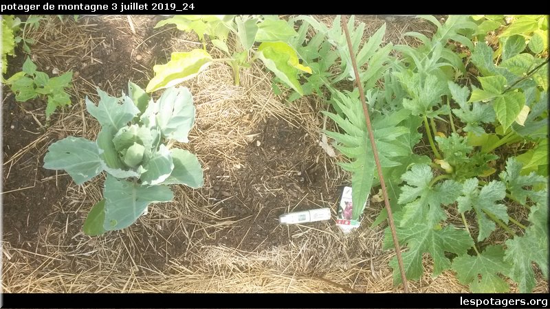 potager de montagne 3 juillet 2019_24.jpg