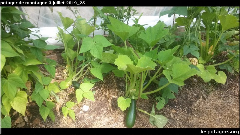 potager de montagne 3 juillet 2019_25.jpg