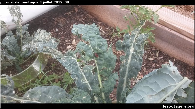 potager de montagne 3 juillet 2019_08.jpg