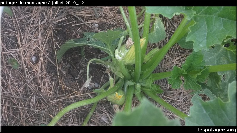 potager de montagne 3 juillet 2019_12.jpg