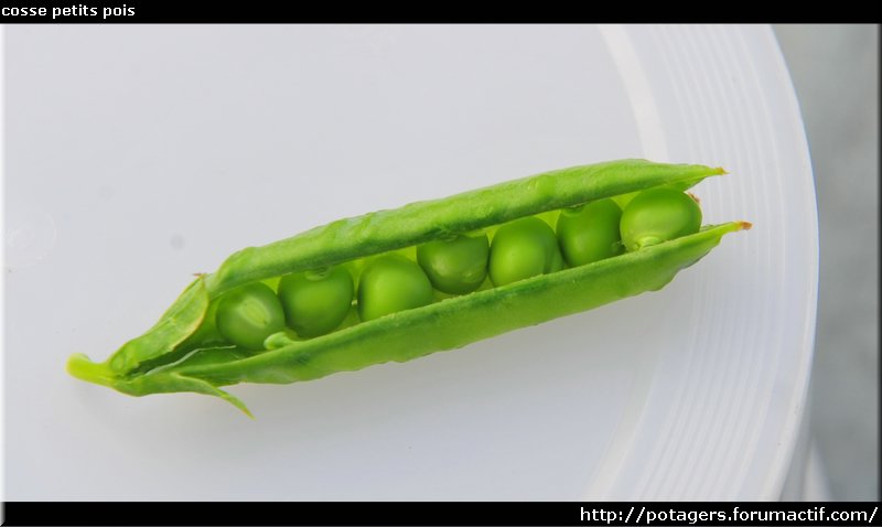 pea pod.JPG