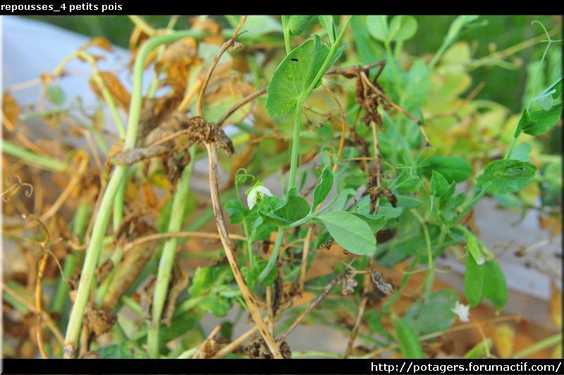 repousses_4 petits pois.JPG