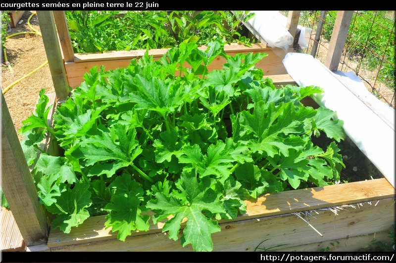 zucchini sown in the ground on June 22.