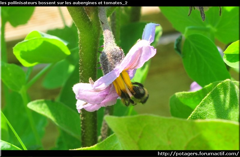 pollinators work on eggplants and tomatoes_2.JPG