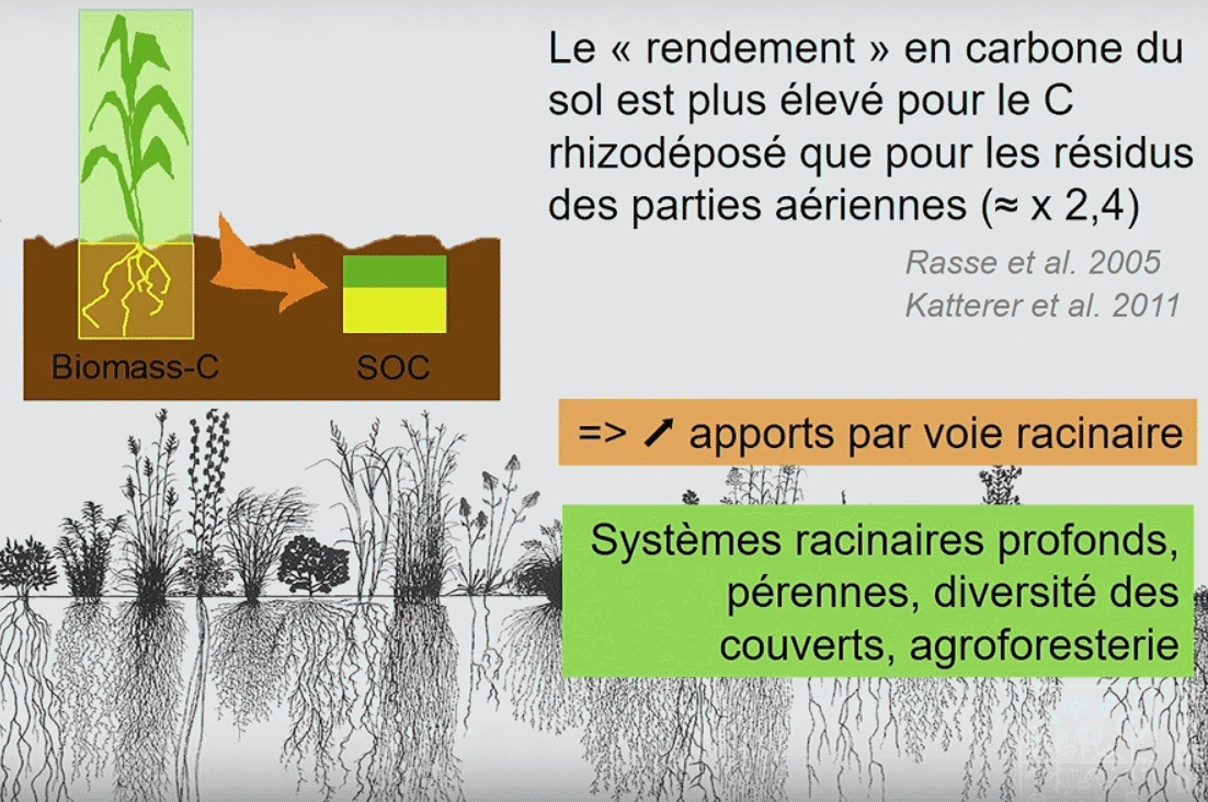 C-root X2.4.gif