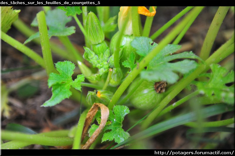 tasks_on_the_sheets_of_courgettes_5.JPG