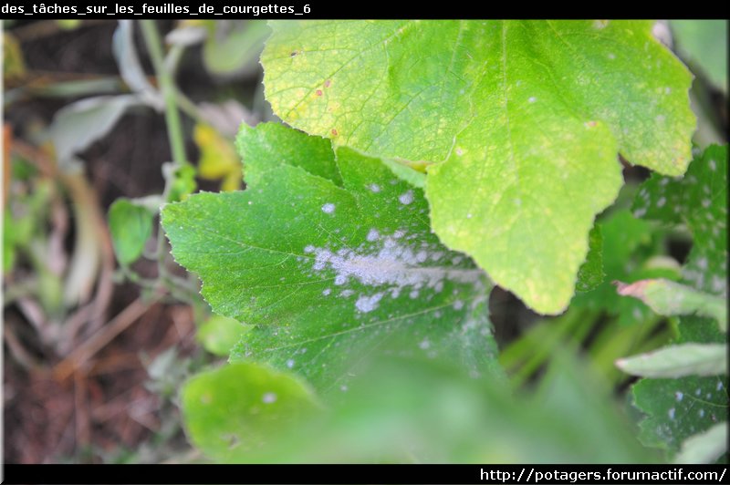 des_tasks_on_the_leaves_of_courgettes_6.JPG