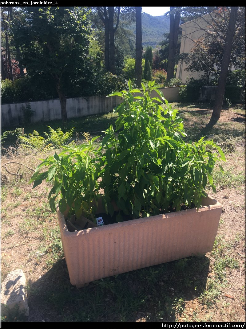 paprika_in_planter_4.JPG