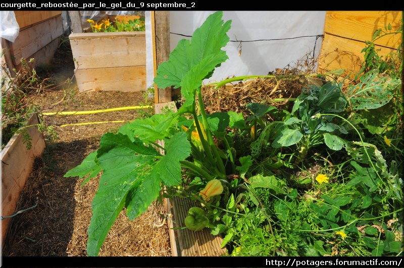 courgette_reboostée_par_le_gel_du_9 septembre_2.JPG