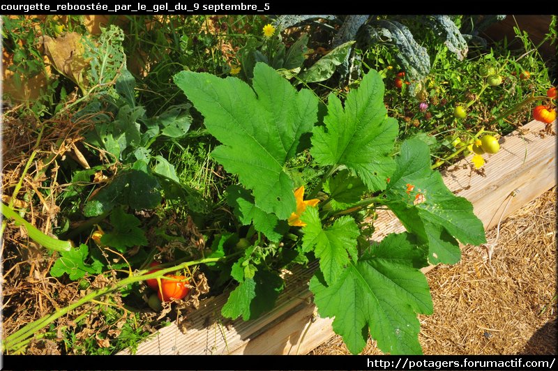 courgette_reboostée_par_le_gel_du_9 septembre_5.JPG