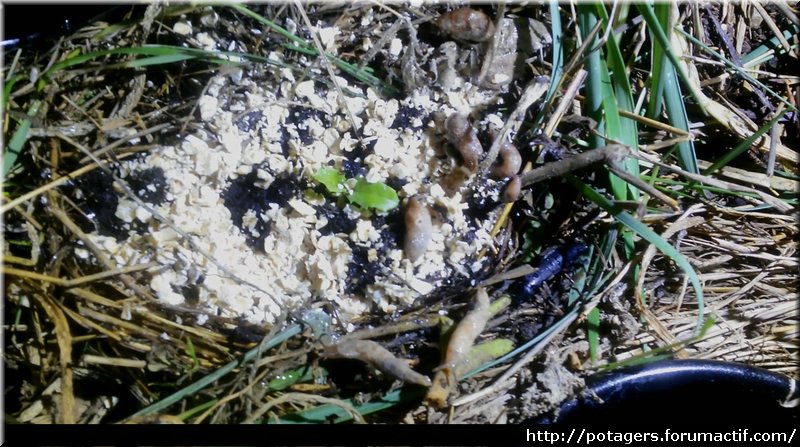 limaces plantule salade et flocons d'avoine.jpg