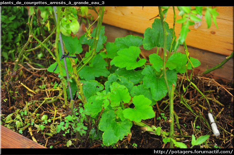 plants_de_courgettes_arrosés_à_grande_eau_3.JPG