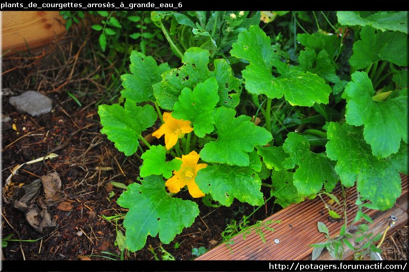 plants_de_courgettes_arrosés_à_grande_eau_6.JPG