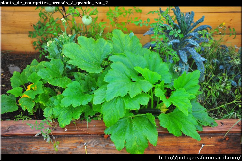 plants_de_courgettes_arrosés_à_grande_eau_7.JPG