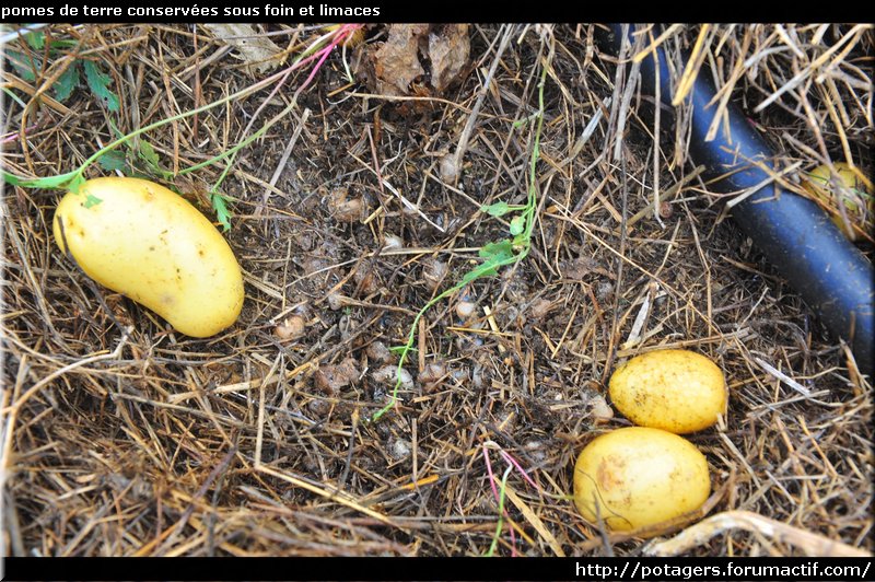 আলু খড় এবং slugs.JPG অধীনে সংরক্ষিত