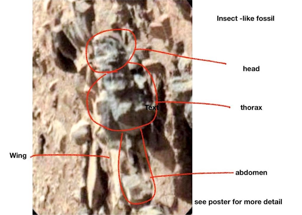 fossile-forme-insecte-mars-vie-extraterrestre-romoser-1024x728.jpg