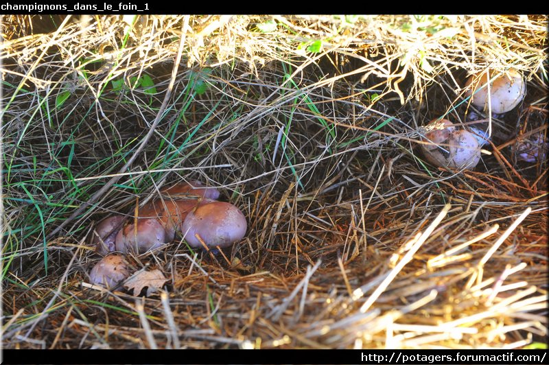 champignons_dans_le_foin_1.JPG