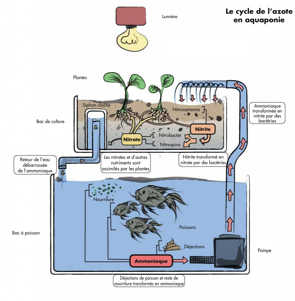 aquaponics-cycle-en.jpg