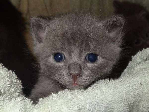 chatons1.jpg