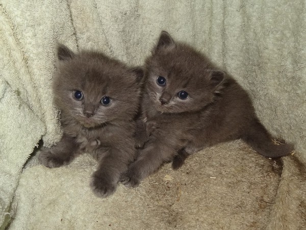 kittens3.jpg