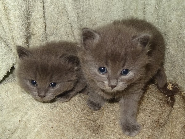 kittens4.jpg