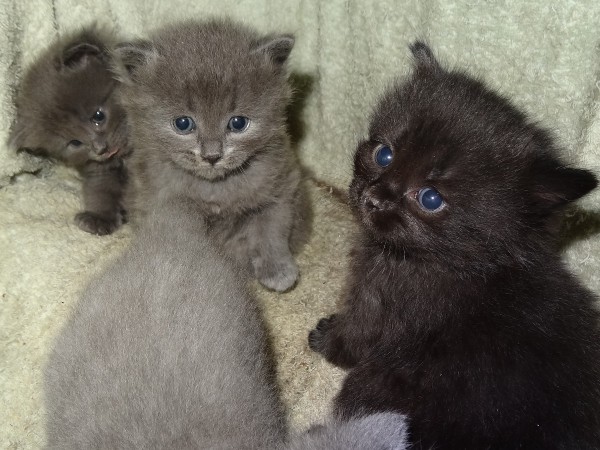 chatons5.jpg