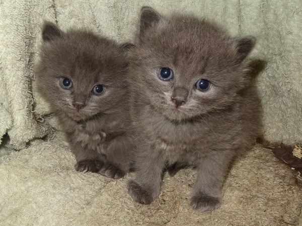kittens6.jpg