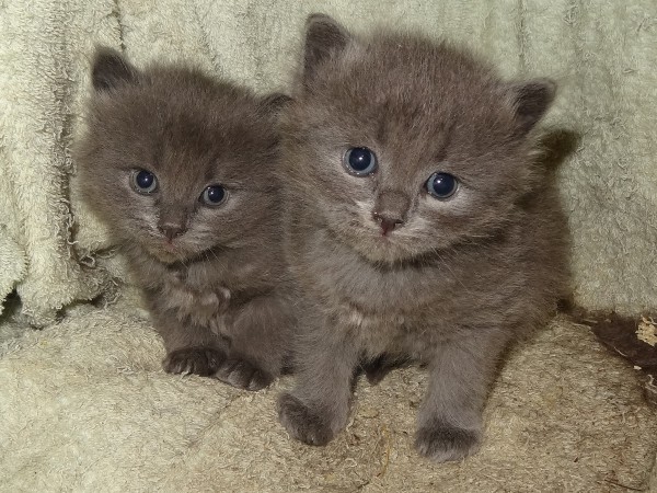 chatons6.jpg