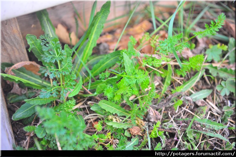 carrot_regrowth_1.JPG