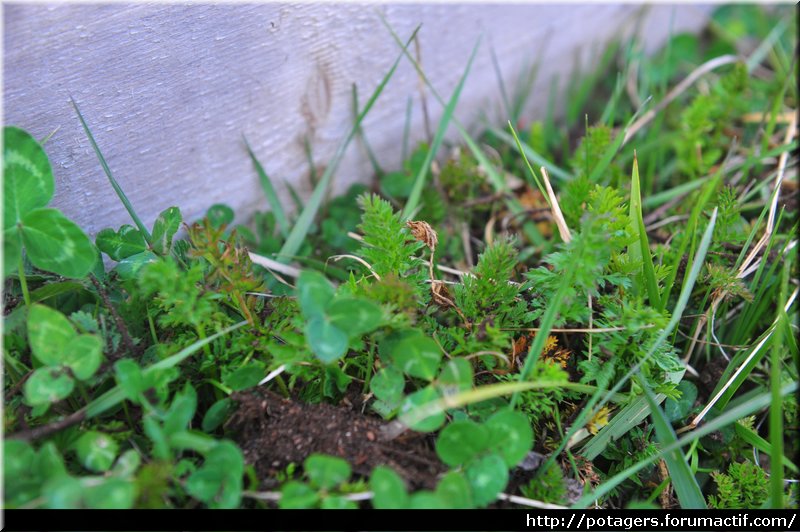 carrot_growth_2.JPG