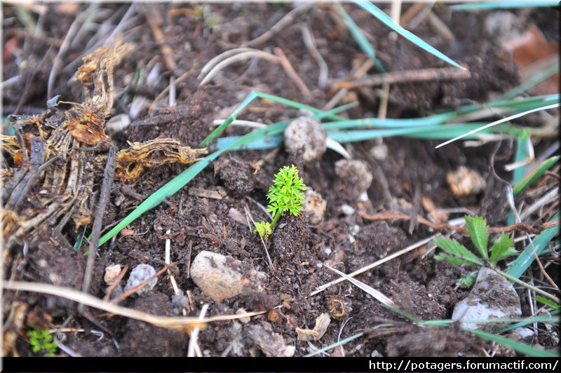 carrot_regrowth_3.JPG