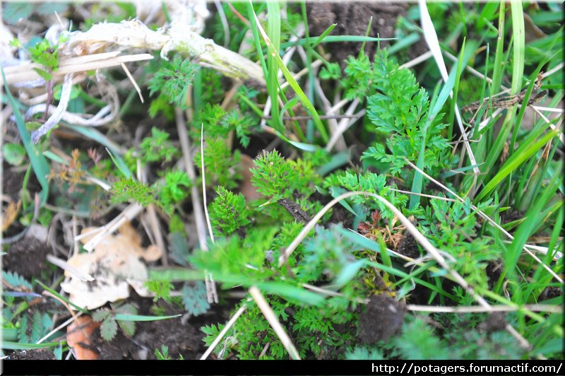 carrot_regrowth_4.JPG