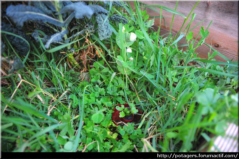 Cabbage_seedlings_1.JPG