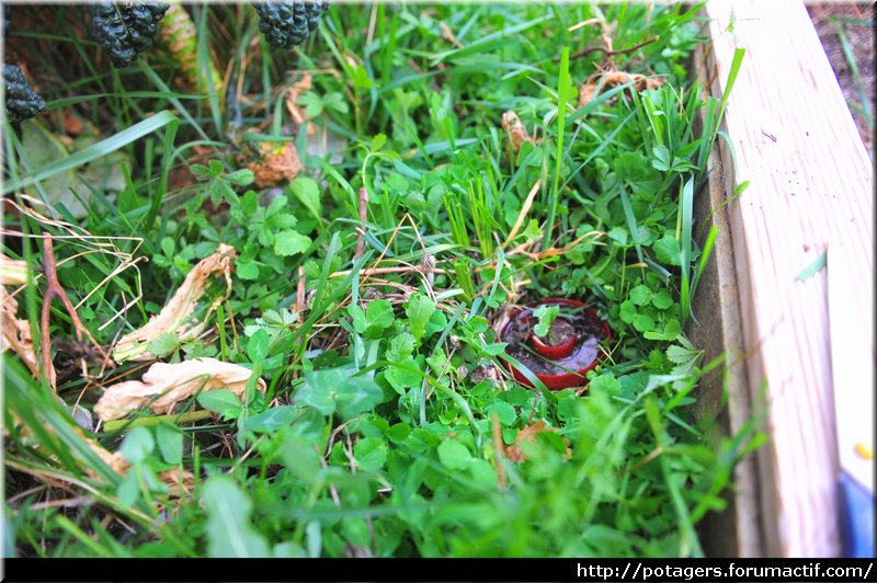 seedlings_of_choux_2.JPG