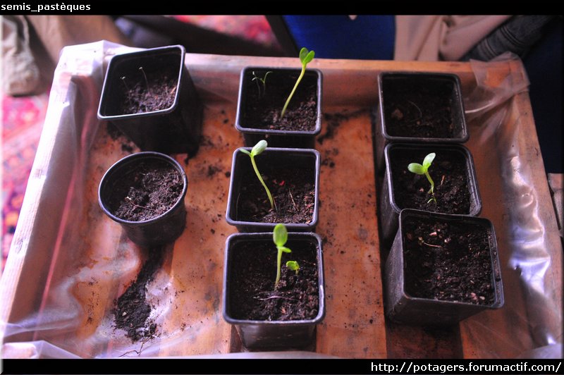 Seedlings_watermelons.JPG