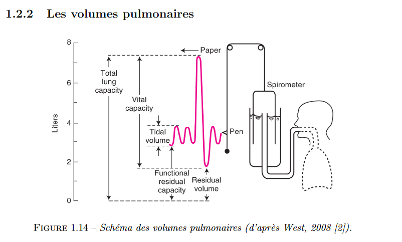 Screenshot_2020-04-03 Dynamics of oxygen transport and transfer within the pulmonary acinus - document.png
